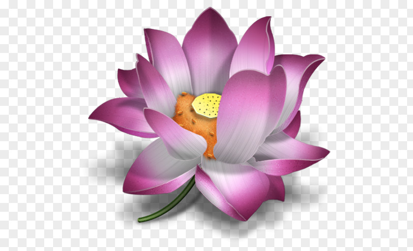 SEND CAKES & FLOWERS TO JALANDHAR PUNJAB INDIA IconOpen Lotus KALPA FLORIST PNG