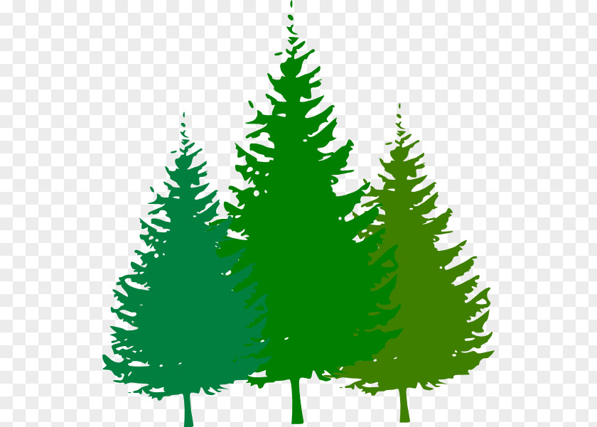 Cartoon Forest Pictures Free Content Pine Clip Art PNG