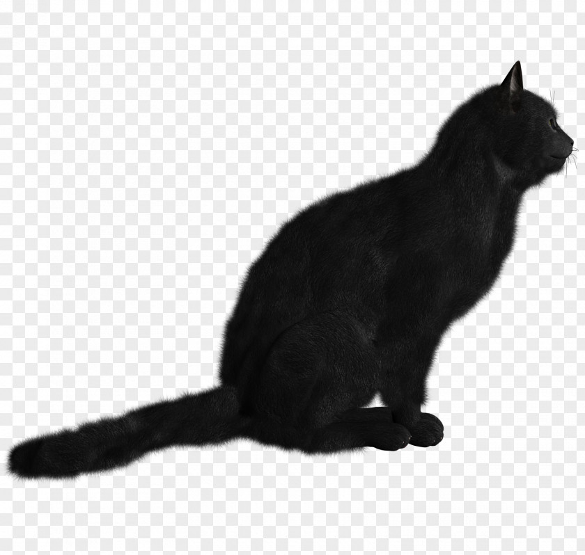Cat Black Kitten Clip Art PNG