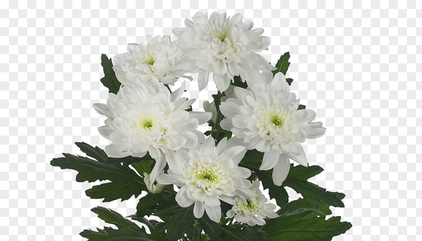 Chrysanthemum Cut Flowers Flores De Corte Plant PNG