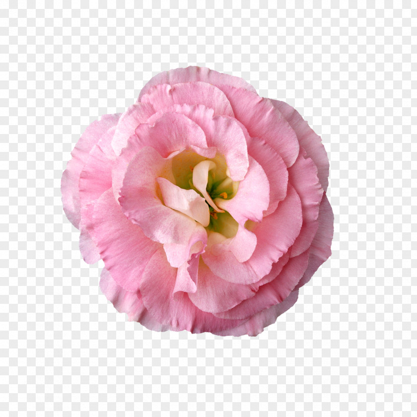 Flower Clip Art PNG