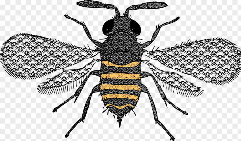 Insect Honey Bee Queen Clip Art PNG