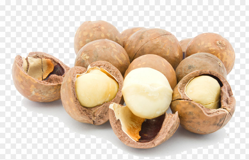 Nuts Raw Foodism Macadamia Oil Nut Seed PNG