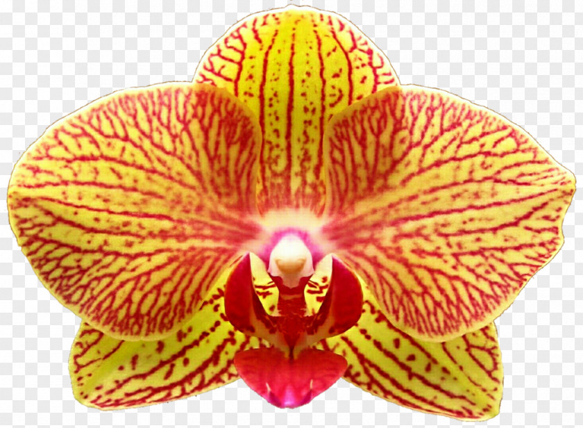 Orchid Yellow Moth Orchids PNG