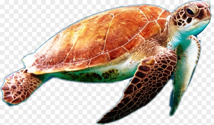 Sea Turtle Drawing Aquatic Animal Loggerhead Green Conservancy PNG