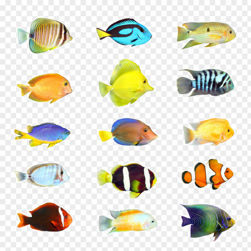 Tropical Fish Stock Photography Aquarium PNG