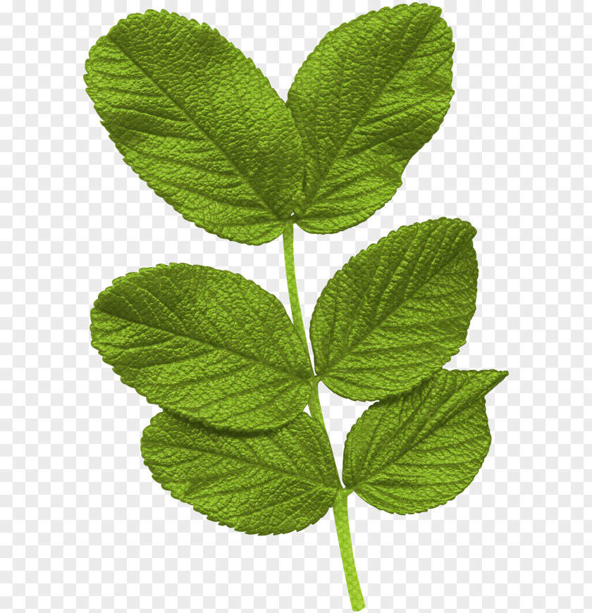 Arboles Leaf Tree Clip Art PNG