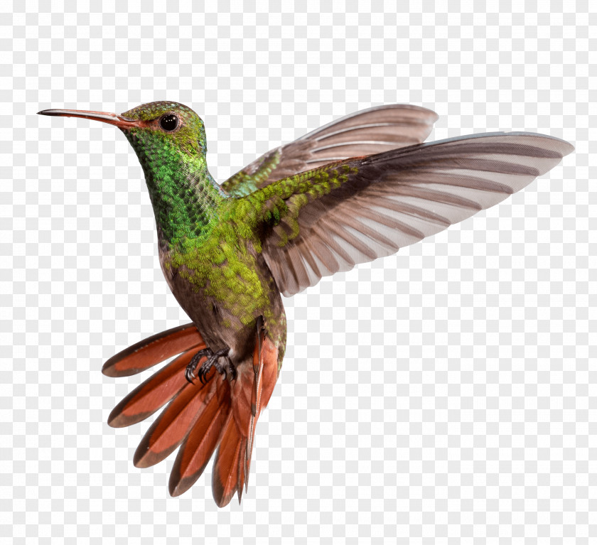 Bird Hummingbird M Beak Wing PNG