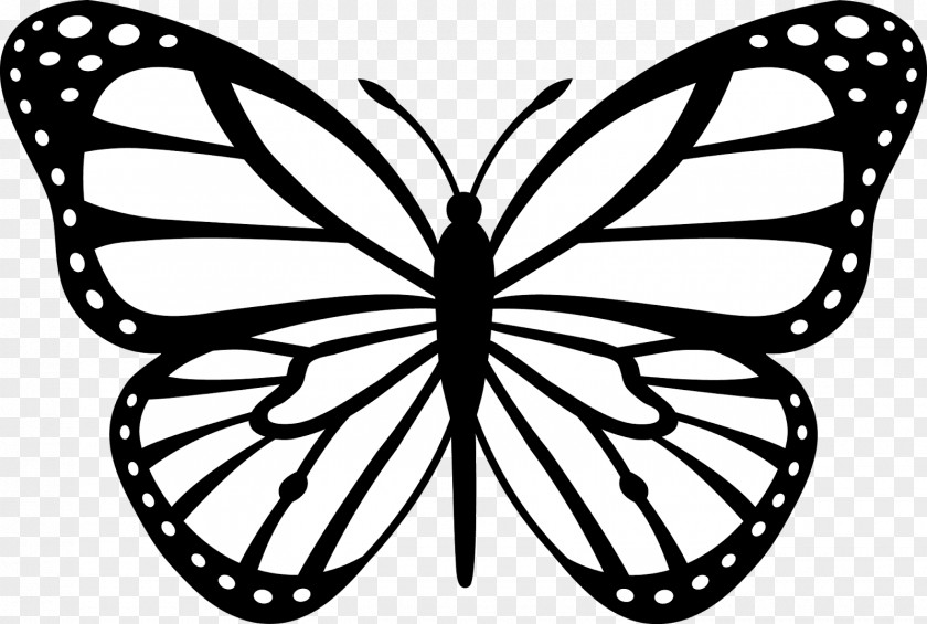 Black And White Cartoon Monarch Butterfly Insect Clip Art PNG