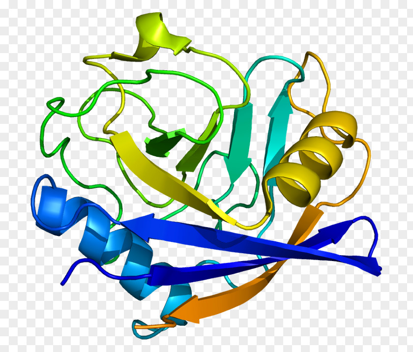 PPIF Peptidylprolyl Isomerase D Cyclophilin Protein PNG