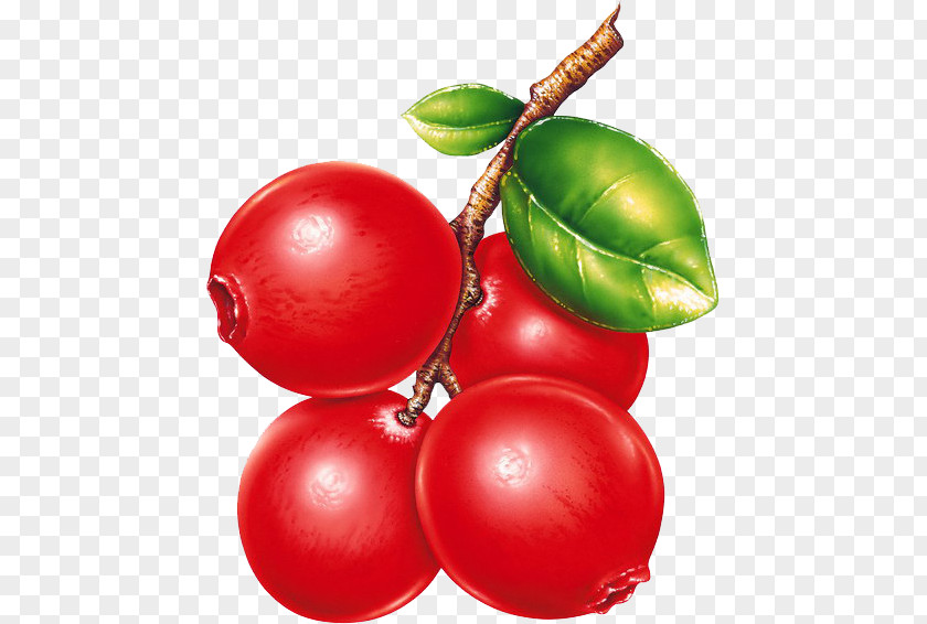 Red Blueberries Clip Art PNG