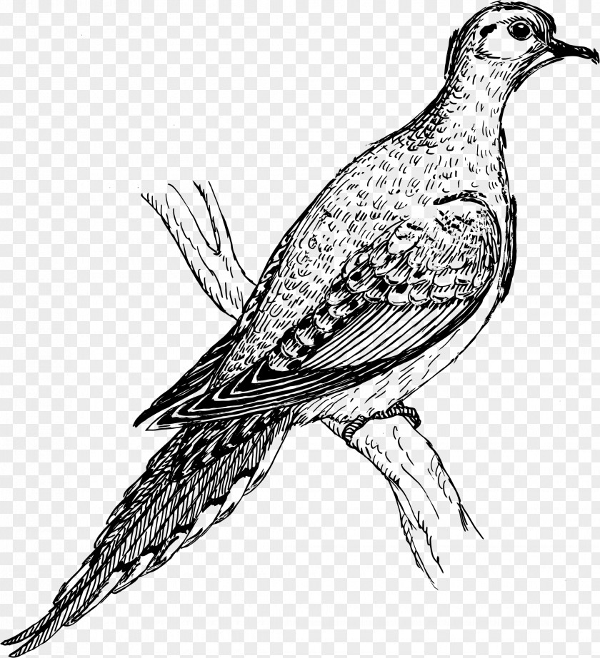 Turtle Dove Columbidae Beak Bird Clip Art PNG