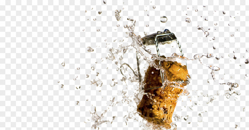 Wine Champagne Bottle PNG