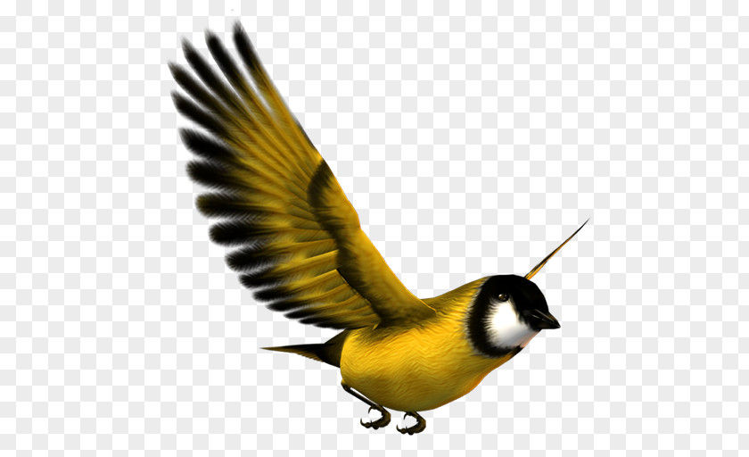 Yellow Bird Flight Eurasian Magpie PNG