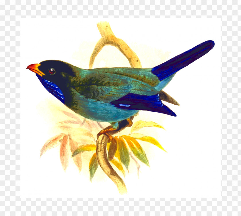 Bird Clip Art Parrot Openclipart PNG