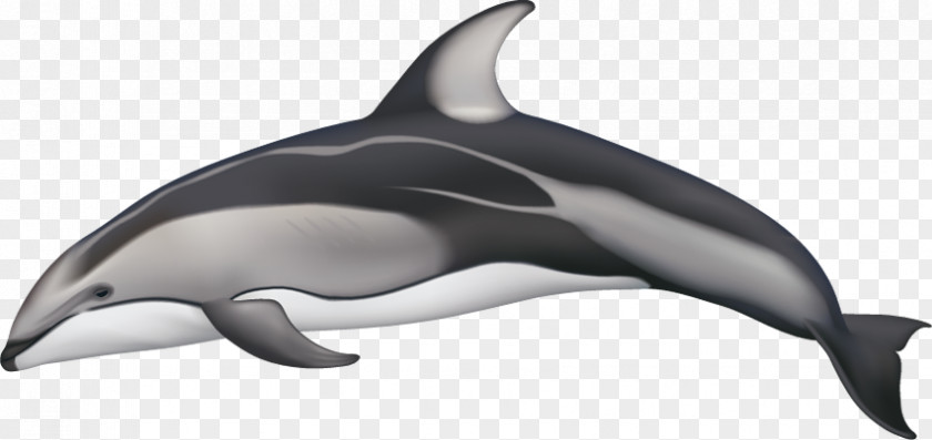 Black And White Dolphin White-beaked Spotted Dolphins Pacific White-sided Hourglass Atlantic PNG