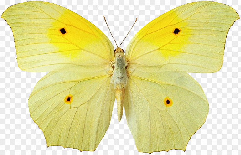 Ester Butterfly Yellow Colias Croceus Wallpaper PNG