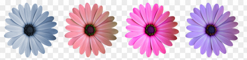 Flower Image Vector Graphics Pixabay Stock.xchng PNG