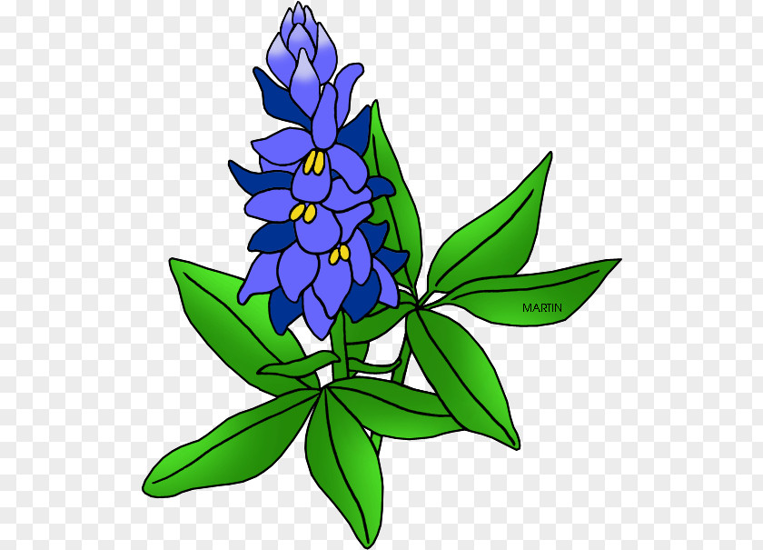 Herbaceous Plant Lupin Floral PNG