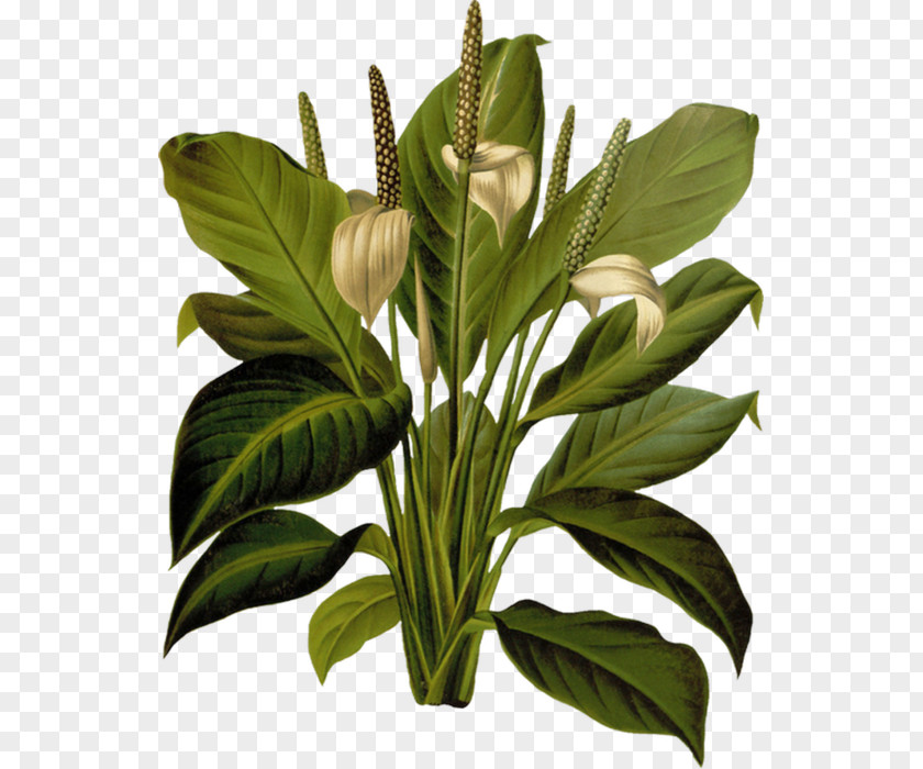 Leaf Ferns: British And Exotic Les Liliacées Botanical Illustration Botany Drawing PNG