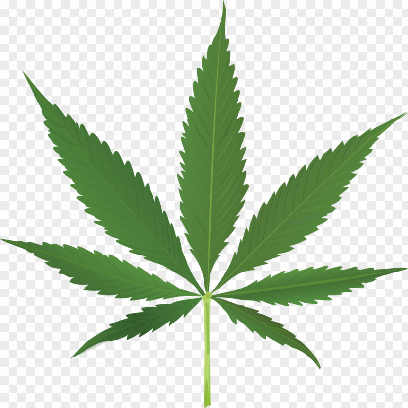 Pot Leaf Medical Cannabis Legality Of Legalization Australia PNG