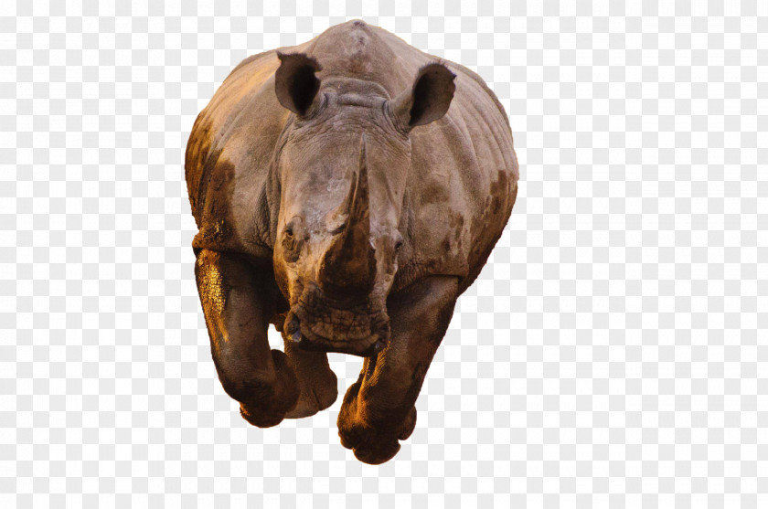 Rhino Black Rhinoceros Hippopotamus Horn White PNG