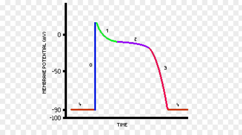 Action Potential Heart Line Point Angle Diagram PNG