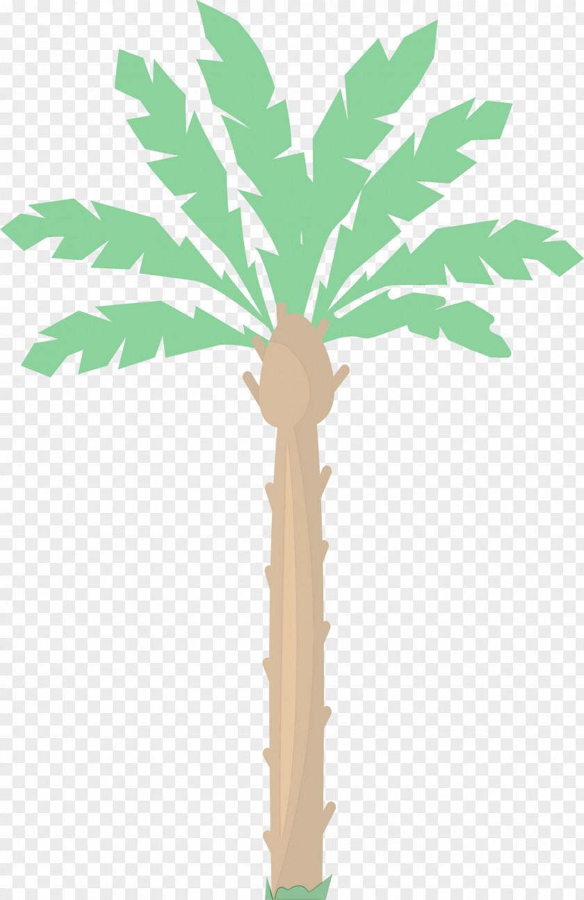 Asian Palmyra Palm Plant Stem Leaf Date Flowerpot PNG