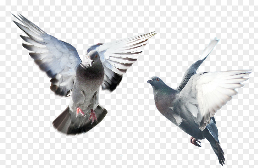 Bird Domestic Pigeon Columbidae Islam PNG