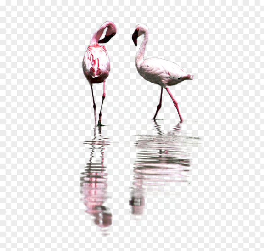 Bird Greater Flamingo Pelican Flamingos Great Herons PNG