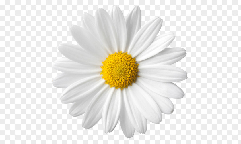 Daisy Common Flower Stock Photography Clip Art PNG