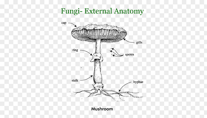 Fungus Food Comparative Anatomy Human Body Basidiomycetes PNG