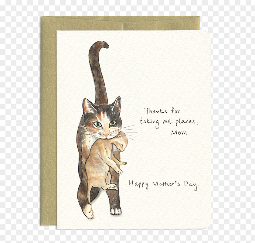 Kitten Tabby Cat Whiskers Mother's Day PNG