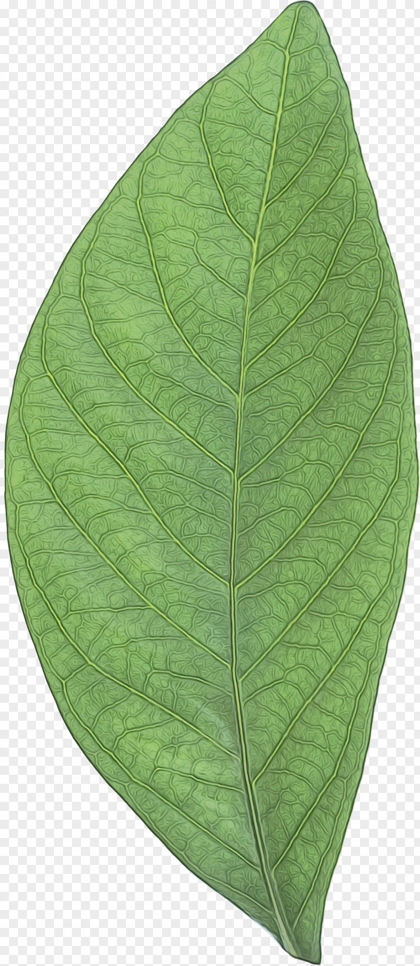 Leaf PNG