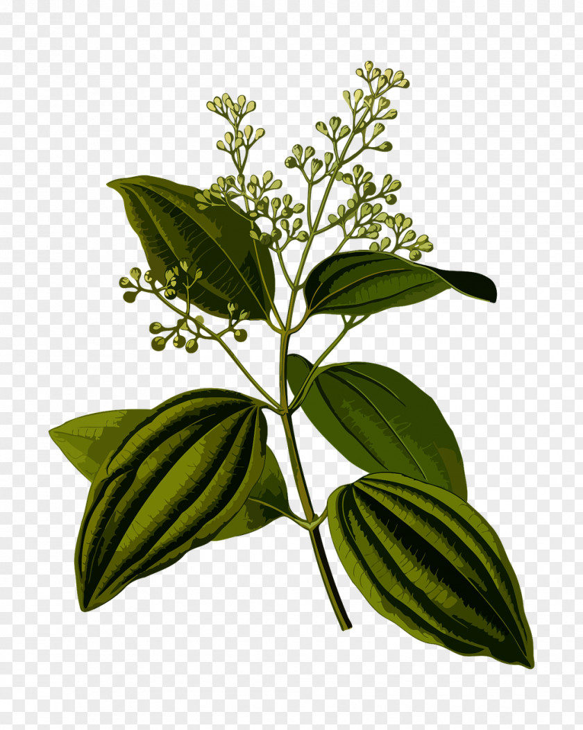 Plant Köhler's Medicinal Plants Cinnamomum Verum Chinese Cinnamon PNG