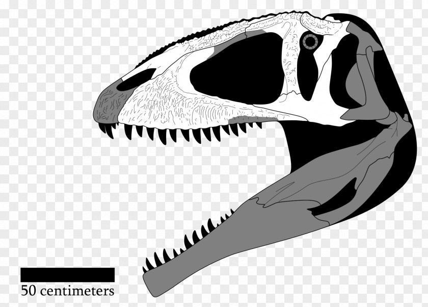 Skull Giganotosaurus Tyrannosaurus Tyrannotitan Acrocanthosaurus Mapusaurus PNG