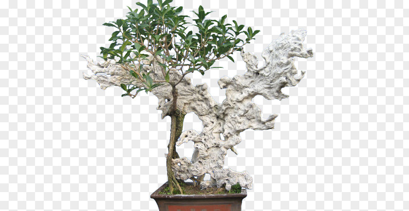 Bonsai Plants Sageretia Theezans Flowerpot PNG