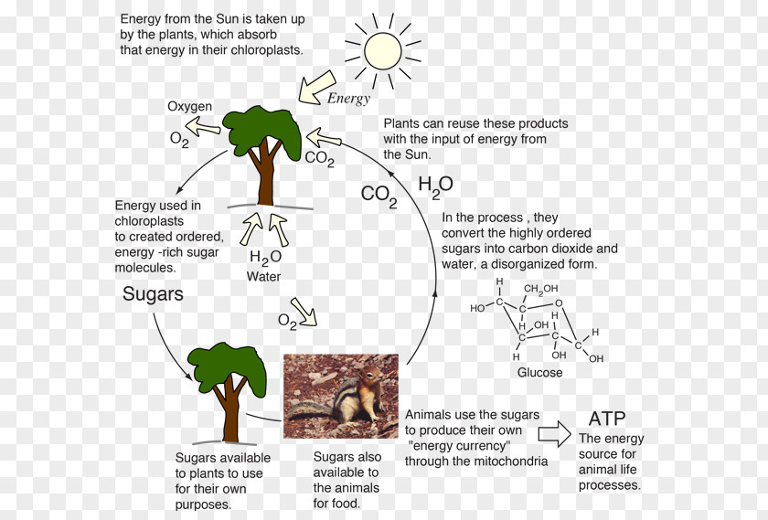 Energy Transformation Flow Photosynthesis Solar PNG