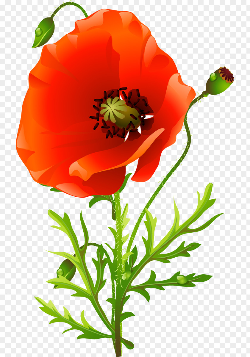 Flower Common Poppy Floral Design Poppies PNG