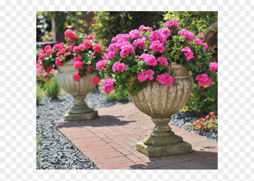 Geraniums Annual Plant Garden Flowerpot Floristry PNG