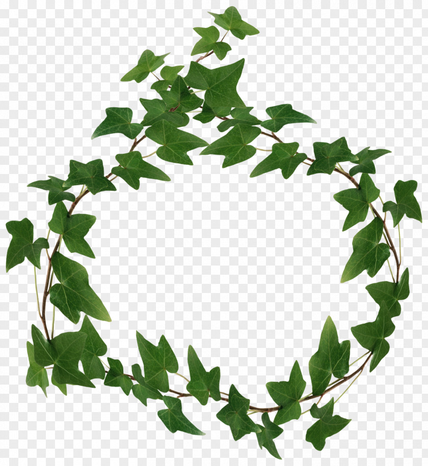 Leaf Clip Art Branch Plants PNG