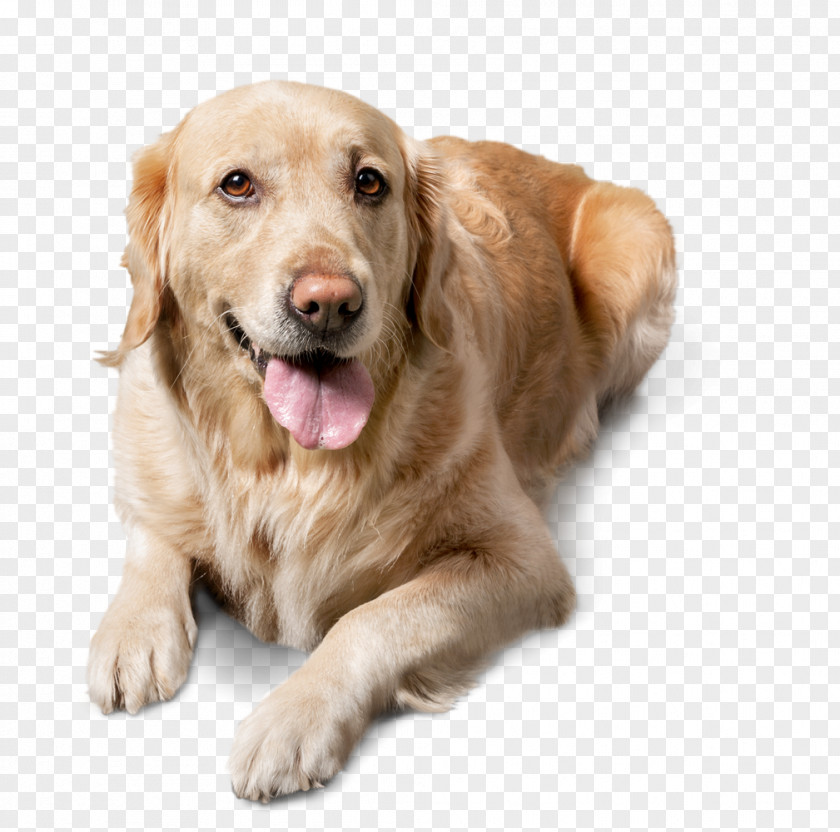 Puppy Dog Pals Golden Retriever Labrador Pet Cat Companion PNG