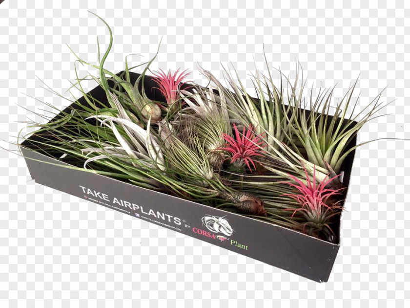 Air Plant Tillandsia Grasses Flowerpot Glass PNG