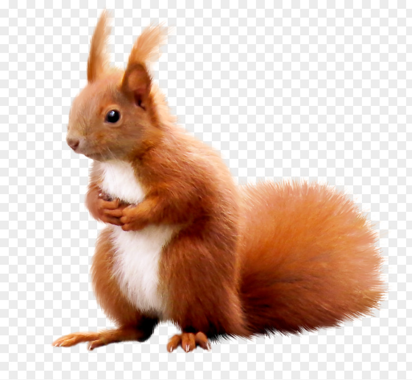 Eurasian Red Squirrel Tail Whiskers PNG