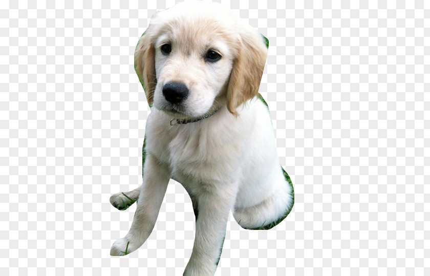 Golden Retriever Labrador Puppy Dog Breed Companion PNG