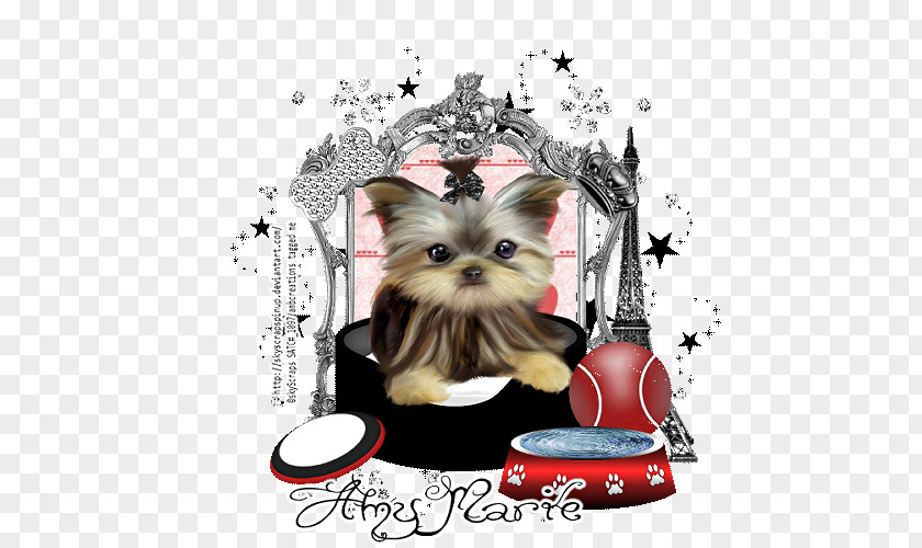 Posh Yorkshire Terrier Puppy Dog Breed Toy Canidae PNG