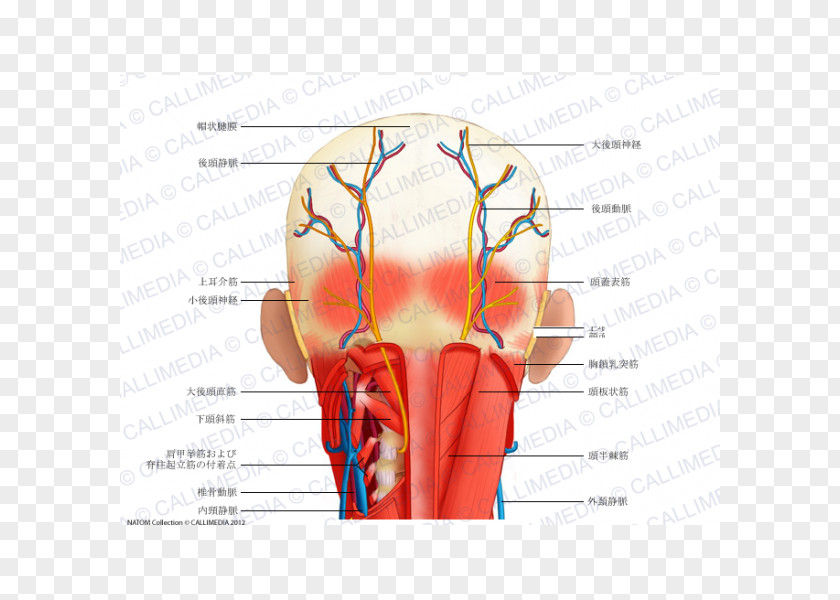 Auricular Head And Neck Anatomy Human Muscle PNG