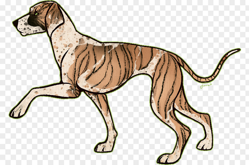 Dalmatian Dog Spanish Greyhound Italian Sloughi Whippet PNG