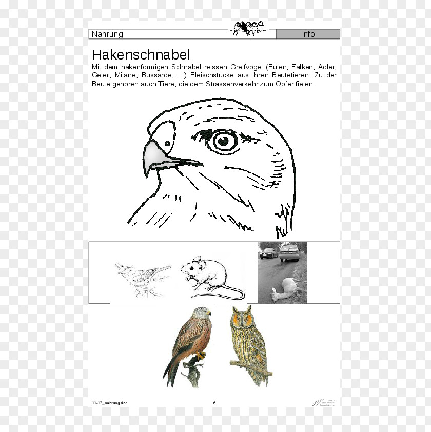 Eule Owl Beak Bird Of Prey PNG