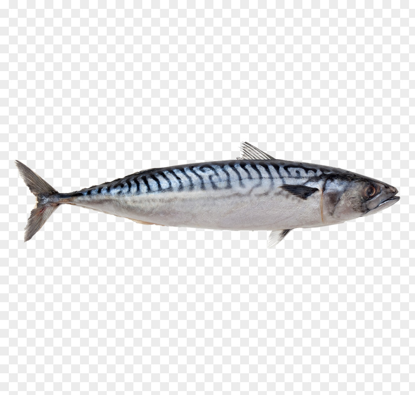 Fish Atlantic Mackerel Indian Food PNG